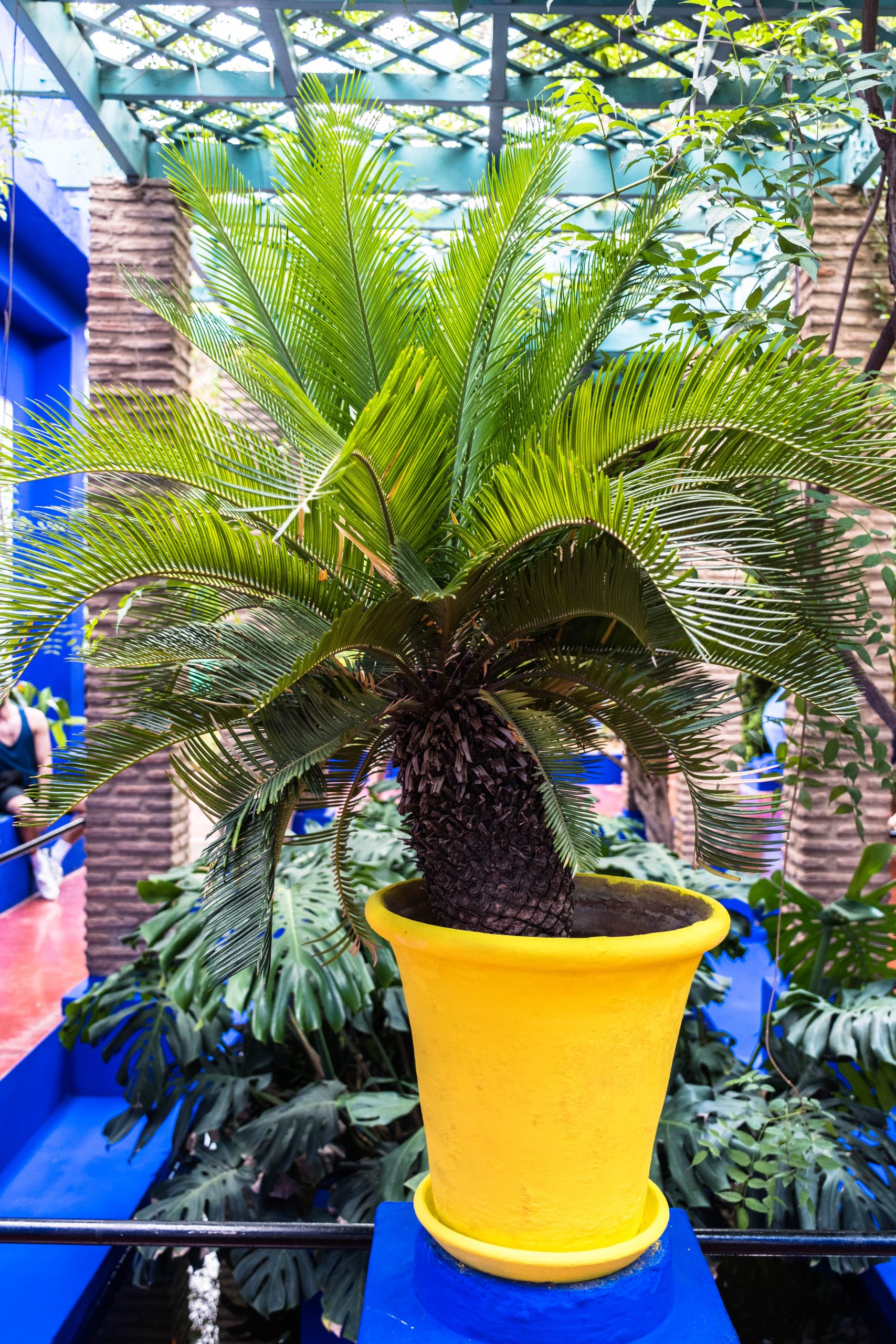 Marrakech - Jardins Majorelle