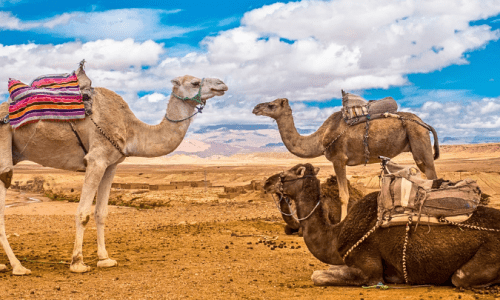 reis naar de Sahara woestijn