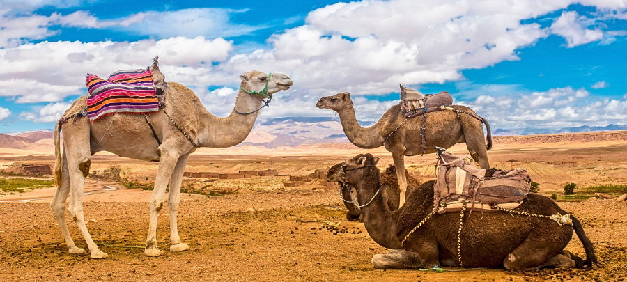 reis naar de Sahara woestijn