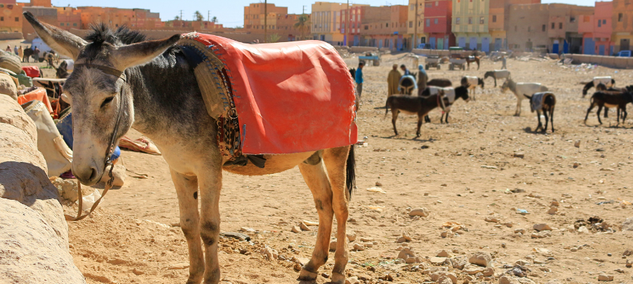 3-daagse woestijntocht van Fes naar Marrakech