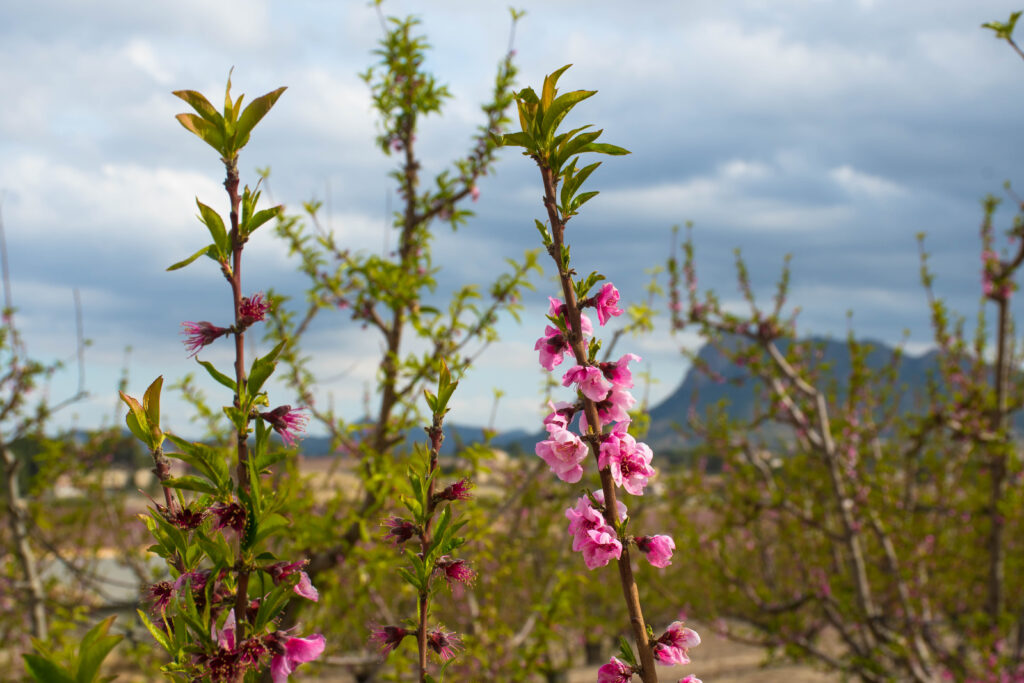 Spring in Cieza's Orchards